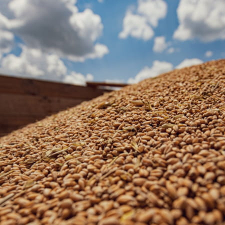 Russia is allegedly ready to extend the 'grain agreement' but only for 60 days