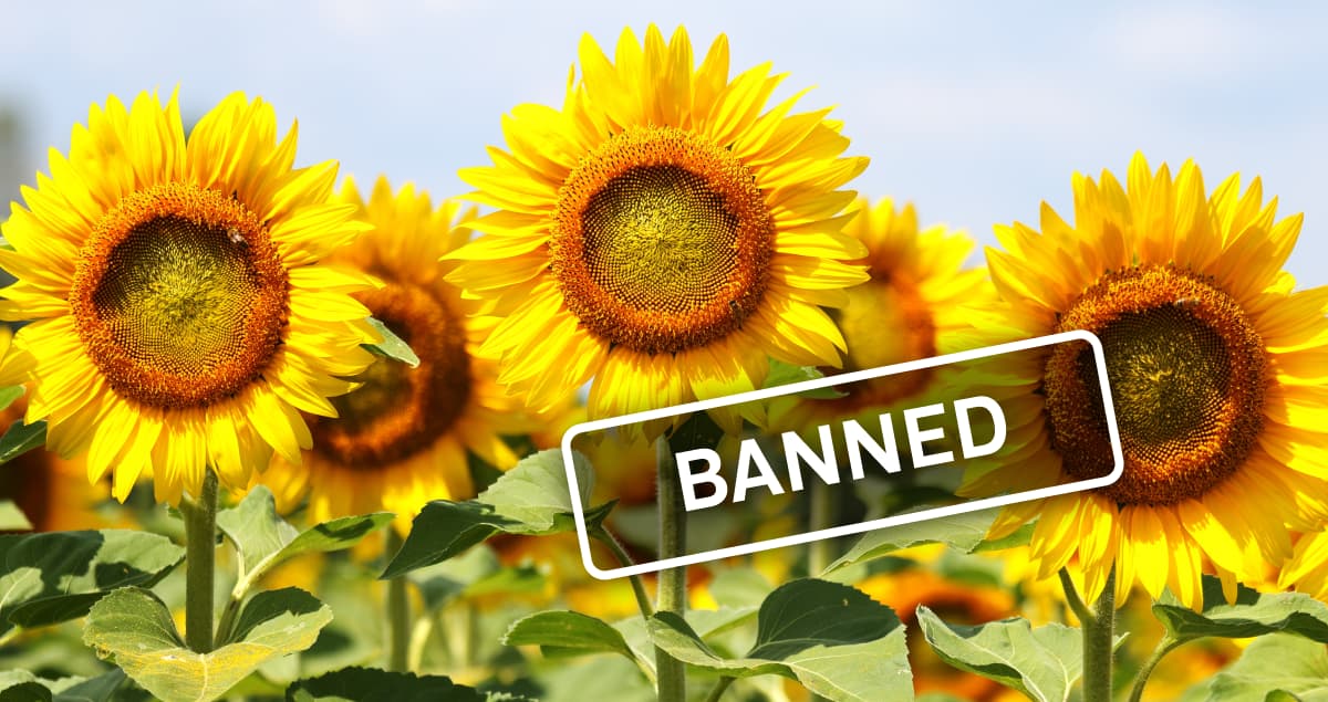 Bulgaria bans imports of Ukrainian sunflower until the end of November