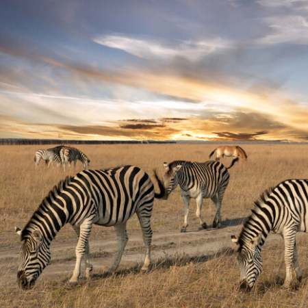 Russians remove animals from Askaniia-Nova reserve