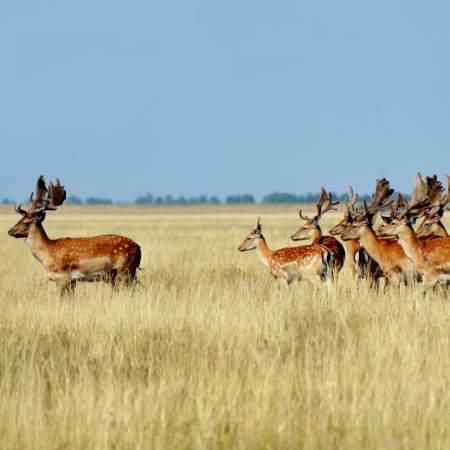 Russia has occupied Ukrainian nature reserves: how does this affect the world's ecology?