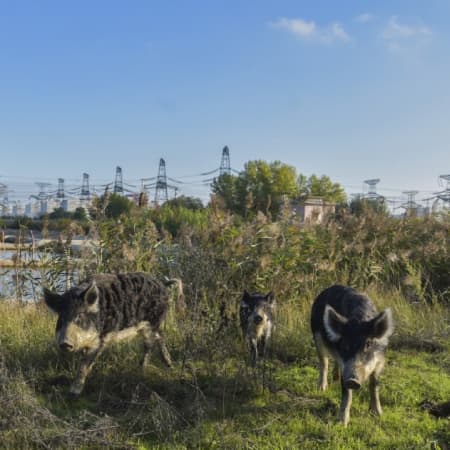 Внаслідок дій російських військових поблизу ЗАЕС гинуть тварини