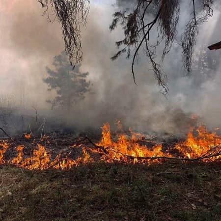 Унаслідок повномасштабної війни в Україні постраждали 20% природоохоронних територій та 3 млн га лісів