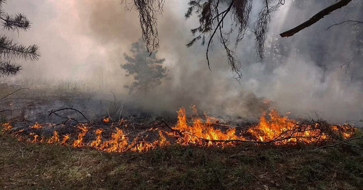 Унаслідок повномасштабної війни в Україні постраждали 20% природоохоронних територій та 3 млн га лісів