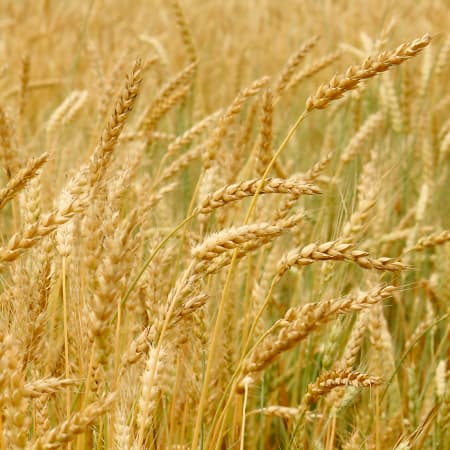 The President of Ukraine, Volodymyr Zelenskyy, announced the start of the "Grain from Ukraine" international program