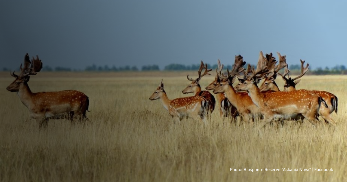 Russia has occupied Ukrainian nature reserves: how does this affect the world's ecology?