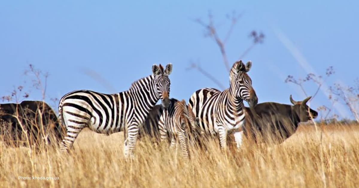 Russians plan to transport part of the animals from Askania-Nova nature reserve, located in the temporarily occupied territory of the Kherson region, to Crimea